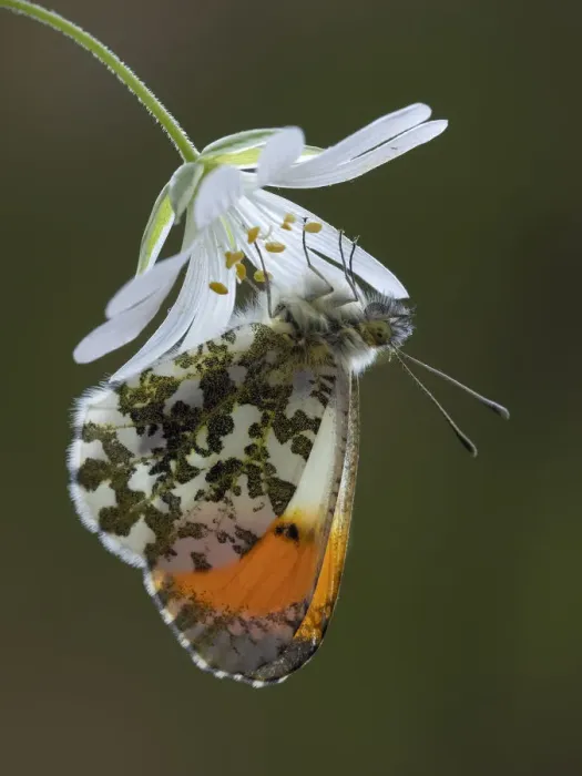 Framed Print : Orange tip butterfly (Anthocharis cardamines) male on Greater stitchwort flower in Framed Print : Orange tip butterfly (Anthocharis cardamines) male on Greater stitchwort flower in