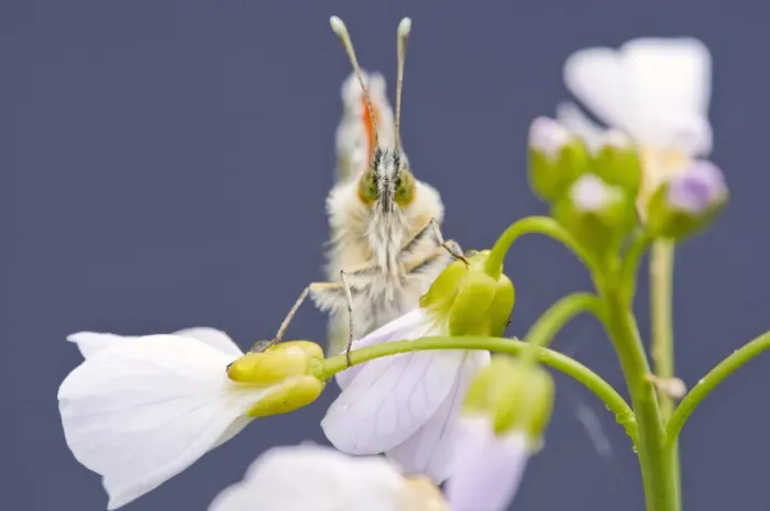 Framed Print : Orange Tip butterfly {Anthocharis cardamines} male resting on Cuckooflower {Cardamine pratensis} Framed Print : Orange Tip butterfly {Anthocharis cardamines} male resting on Cuckooflower {Cardamine pratensis}