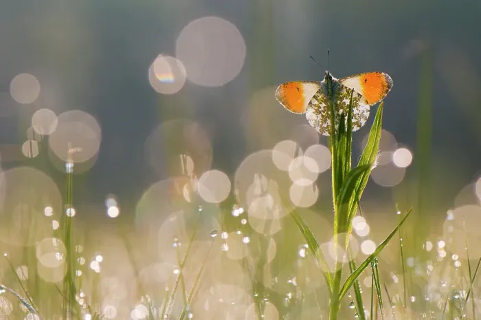 Framed Print : Orange tip butterfly (Anthocharis cardamines) male resting in dappled light created by dew droplets. The Netherlands. April Framed Print : Orange tip butterfly (Anthocharis cardamines) male resting in dappled light created by dew droplets. The Netherlands. April