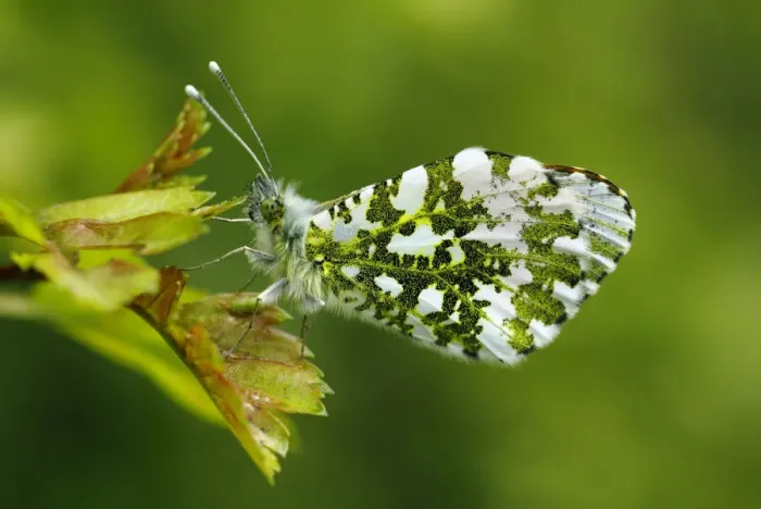 Framed Print : Orange-tip butterfly (Anthocharis cardamines) male resting on a leaf wings closed Framed Print : Orange-tip butterfly (Anthocharis cardamines) male resting on a leaf wings closed