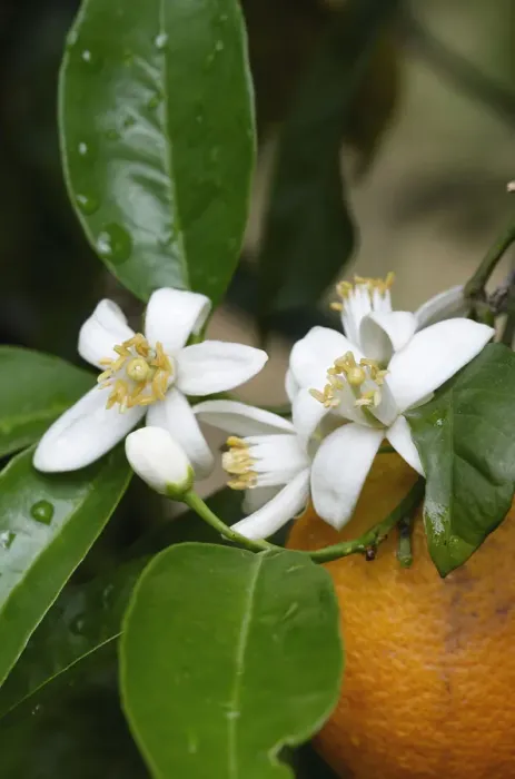 Framed Print : Orange tree (Citrus sinensis) flowers and fruit, Crete, Greece, April 2009 Framed Print : Orange tree (Citrus sinensis) flowers and fruit, Crete, Greece, April 2009