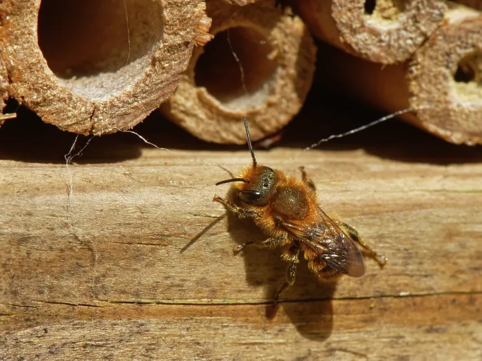 Framed Print : Orange-vented mason bee (Osmia leaiana) female, visiting an insect hotel in search of a nest site, Wiltshire garden, UK. May Framed Print : Orange-vented mason bee (Osmia leaiana) female, visiting an insect hotel in search of a nest site, Wiltshire garden, UK. May