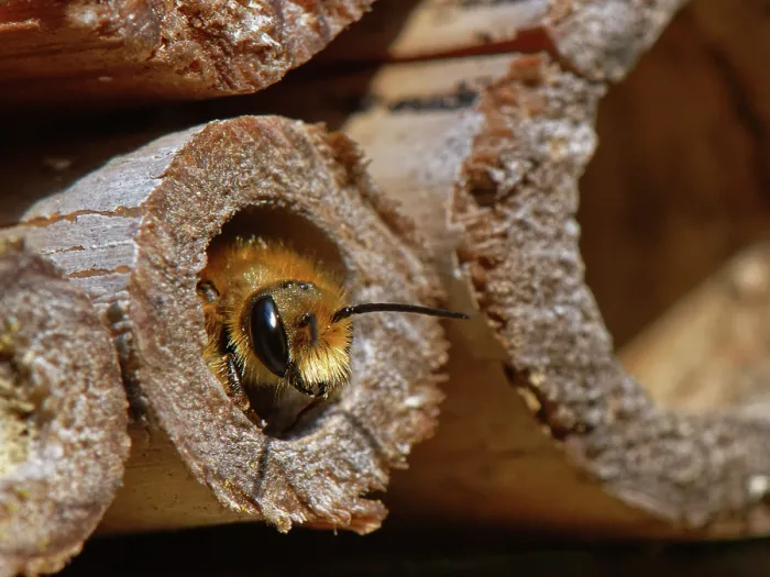 Framed Print : Orange-vented mason bee (Osmia leaiana) female, emerging from its nest in an insect hotel, Wiltshire, England, UK. June