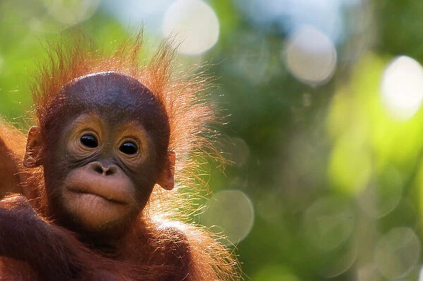 Orangutan baby (Pongo pygmaeus) head portrait of baby, Semengoh Nature reserve, Sarawak, Borneo, Malaysia. Endangered