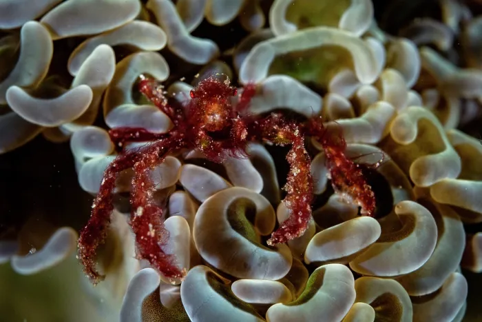 Framed Print : Orangutan crab (Achaeus japonicus) resting on coral, North Sulawesi, Indonesia, Pacific Ocean Framed Print : Orangutan crab (Achaeus japonicus) resting on coral, North Sulawesi, Indonesia, Pacific Ocean