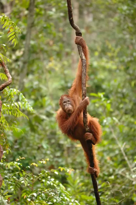 Framed Print : Orangutan {Pongo pygmaeus} adult climbing vine, Rehabilitation sanctuary, Tanjung Framed Print : Orangutan {Pongo pygmaeus} adult climbing vine, Rehabilitation sanctuary, Tanjung