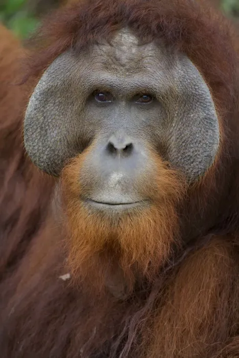 Framed Print : Orangutan (Pongo pygmaeus) adult male, Nyaru Menteng Orangutan Reintroduction Project Framed Print : Orangutan (Pongo pygmaeus) adult male, Nyaru Menteng Orangutan Reintroduction Project