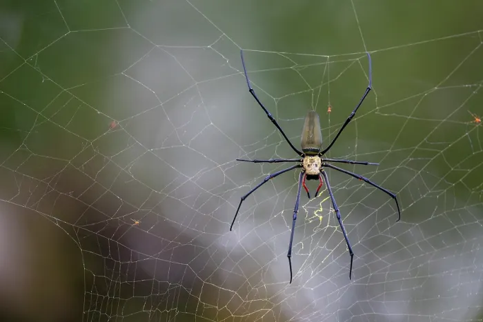 Framed Print : Orb spider (Nephila pilipes) on its web, Fakfak, West Papua, New Guinea Framed Print : Orb spider (Nephila pilipes) on its web, Fakfak, West Papua, New Guinea