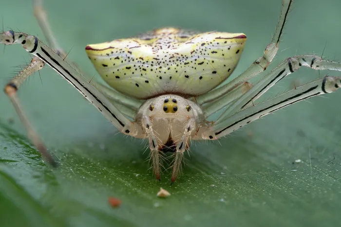 Framed Print : Orbweaver spider (Epeiroides bahiensis) portrait, Osa Peninsula, Costa Rica. Focus stacked image Framed Print : Orbweaver spider (Epeiroides bahiensis) portrait, Osa Peninsula, Costa Rica. Focus stacked image