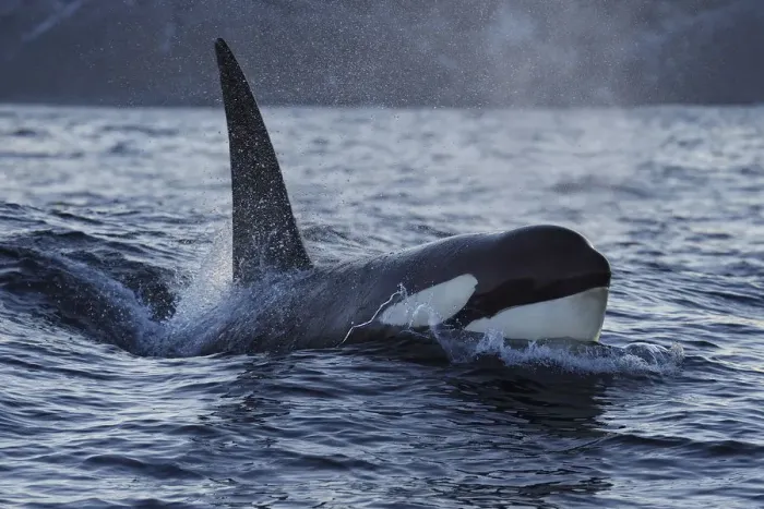 Framed Print : Orca / Killer whale (Orcinus orca) surfacing, Senja, Troms County, Norway, Scandinavia, January Framed Print : Orca / Killer whale (Orcinus orca) surfacing, Senja, Troms County, Norway, Scandinavia, January