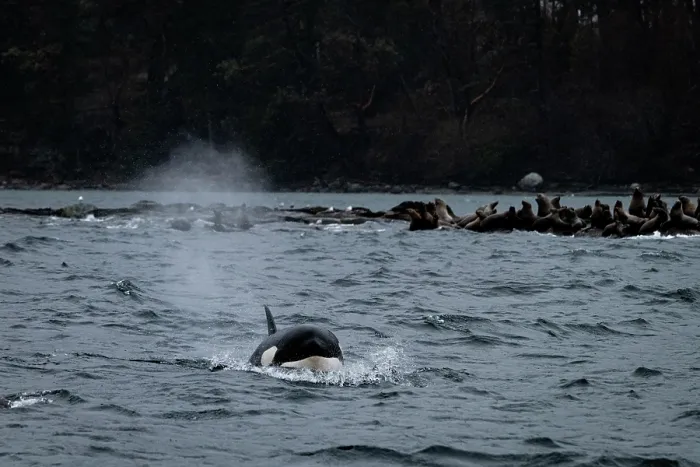 Framed Print : Orca (Orcinus orca) hunting group of Steller sea lions (Eumetopias jubatus), British Columbia, Canada, Pacific Ocean