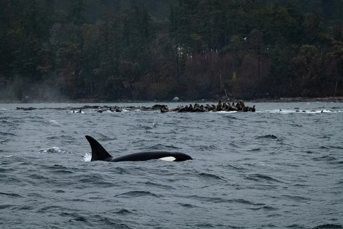 Framed Print : Orca (Orcinus orca) hunting group of Steller sea lions (Eumetopias jubatus), British Columbia, Canada, Pacific Ocean Framed Print : Orca (Orcinus orca) hunting group of Steller sea lions (Eumetopias jubatus), British Columbia, Canada, Pacific Ocean