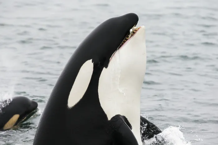 Framed Print : Orca (Orcinus orca) spyhopping with Pink salmon (Oncorhynchus gorbuscha) prey in mouth, southeast Alaska, USA, Pacific Ocean Framed Print : Orca (Orcinus orca) spyhopping with Pink salmon (Oncorhynchus gorbuscha) prey in mouth, southeast Alaska, USA, Pacific Ocean