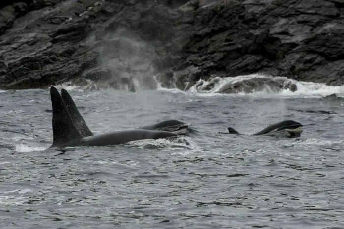Framed Print : Orca (Orcinus orca) surfacing and blowing, Shetland, Scotland, UK, August Framed Print : Orca (Orcinus orca) surfacing and blowing, Shetland, Scotland, UK, August