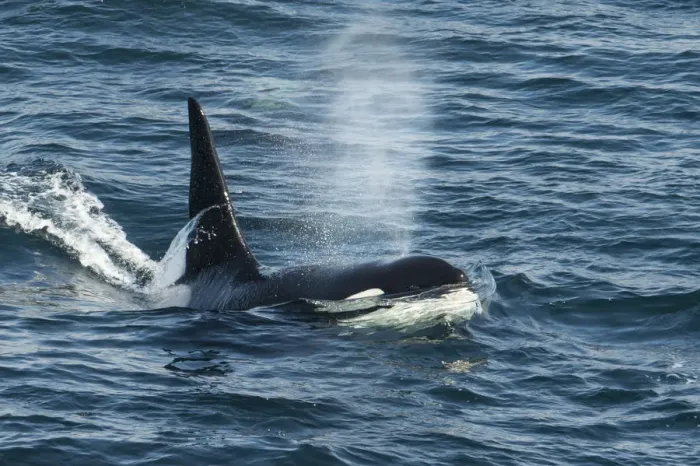 Framed Print : Orca (Orcinus orca) surfacing and blowing, Shetland, Scotland, UK, August Framed Print : Orca (Orcinus orca) surfacing and blowing, Shetland, Scotland, UK, August