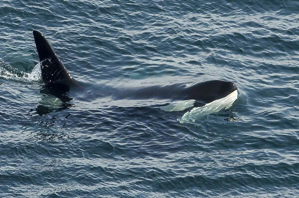 Orca (Orcinus orca) surfacing, Shetland, Scotland, UK, August