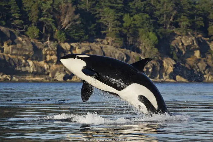 Framed Print : Orca whale (Orcinus orca) breaching. British Columbia, Canada, Pacific Ocean Framed Print : Orca whale (Orcinus orca) breaching. British Columbia, Canada, Pacific Ocean