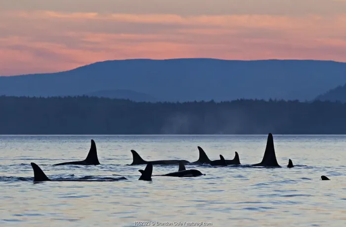 Framed Print : Orca whales (Orcinus orca), group of resident killer whales travelling together at dusk Framed Print : Orca whales (Orcinus orca), group of resident killer whales travelling together at dusk