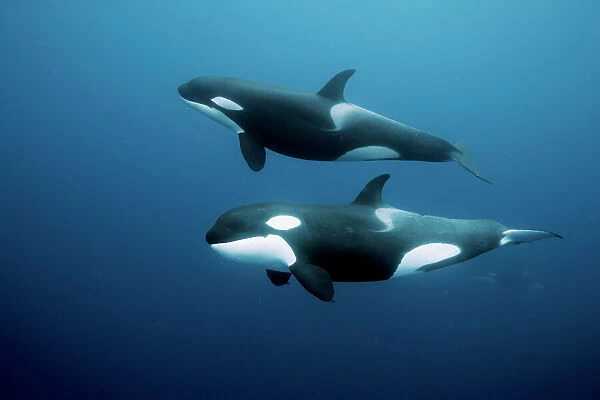 Orcas  /  killer whales (Orcinus orca) swimming in open water, Three Kings Islands, New Zealand