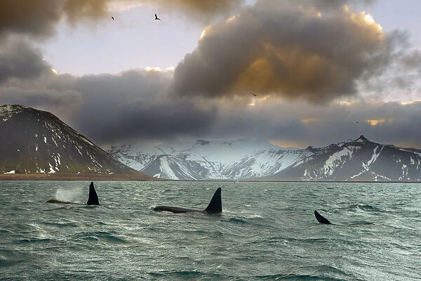 Orcas (Orcinus orca) pod feeding on herring, wide shot showing surrounding landscape
