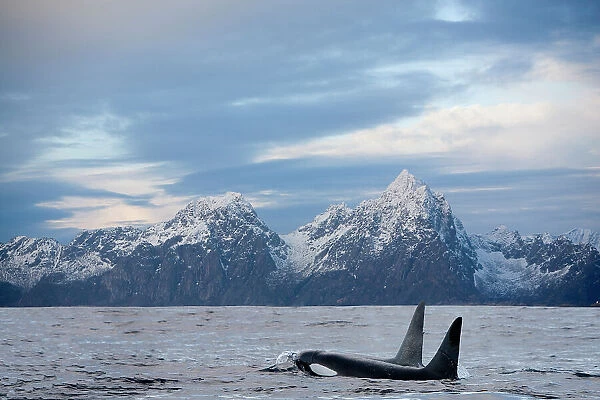 Two Orcas (Orcinus orca) swimming side by side at sea surface with snow-covered mountains in background, Vestfjord, Ofotfjord, and Tysfjord, Lofoten Islands, Norway, Norwegian Sea. November