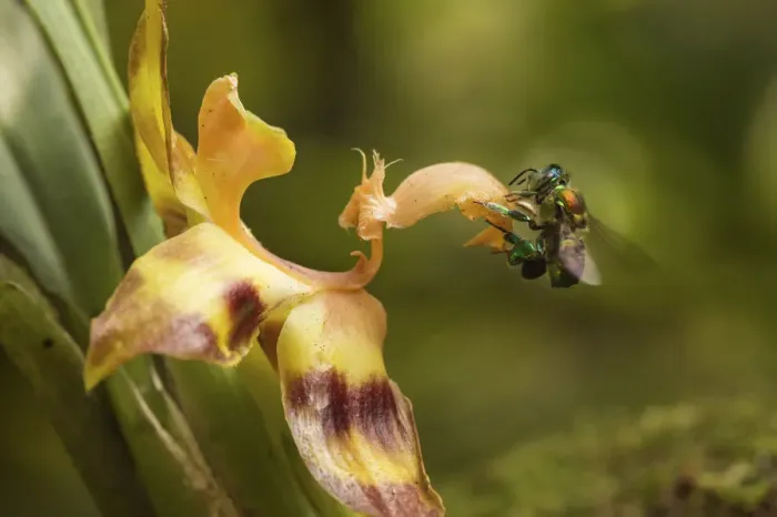 Framed Print : Orchid bee (Euglossa sp. ) visiting an orchid in cloud forest, Choco region Framed Print : Orchid bee (Euglossa sp. ) visiting an orchid in cloud forest, Choco region