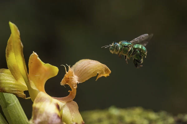 Orchid bee (Euglossa sp. ) visits an orchid in cloud forest, Choco region