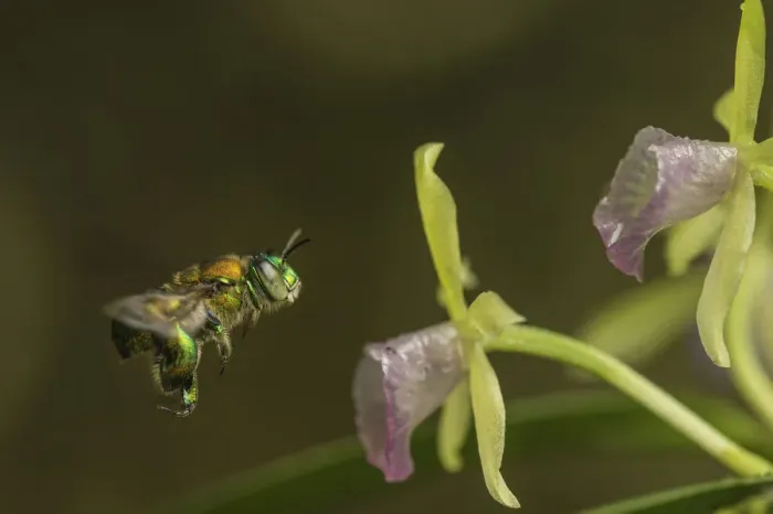 Framed Print : Orchid bee (Euglossa sp. ) visits an orchid in cloud forest, Choco region Framed Print : Orchid bee (Euglossa sp. ) visits an orchid in cloud forest, Choco region
