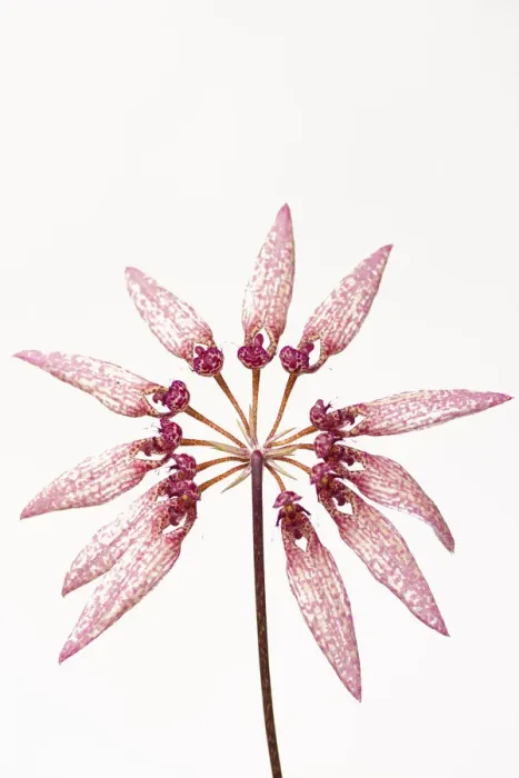 Framed Print : Orchid (Bulbophyllum sp) on white background, Botanic Garden Leiden, Netherlands, July Framed Print : Orchid (Bulbophyllum sp) on white background, Botanic Garden Leiden, Netherlands, July