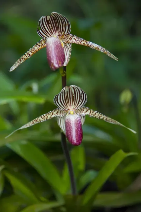 Framed Print : Orchid flower, Mount Kinabalu NP, Sabah, Borneo, Malaysia Framed Print : Orchid flower, Mount Kinabalu NP, Sabah, Borneo, Malaysia