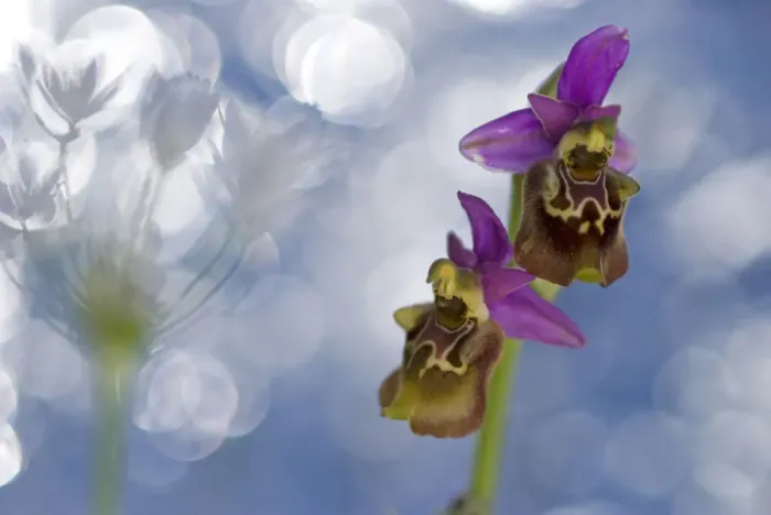 Framed Print : Orchid (Ophrys apulica) flower abstract, Vieste, Gargano National Park, Gargano Peninsula Framed Print : Orchid (Ophrys apulica) flower abstract, Vieste, Gargano National Park, Gargano Peninsula