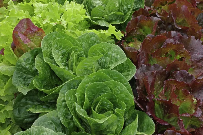Framed Print : Organic lettuce (Lactuca sativa) growing, Maryland, USA, July Framed Print : Organic lettuce (Lactuca sativa) growing, Maryland, USA, July