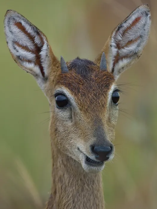 Framed Print : Oribi (Ourebia ourebi) female, head portrait, Uganda Framed Print : Oribi (Ourebia ourebi) female, head portrait, Uganda