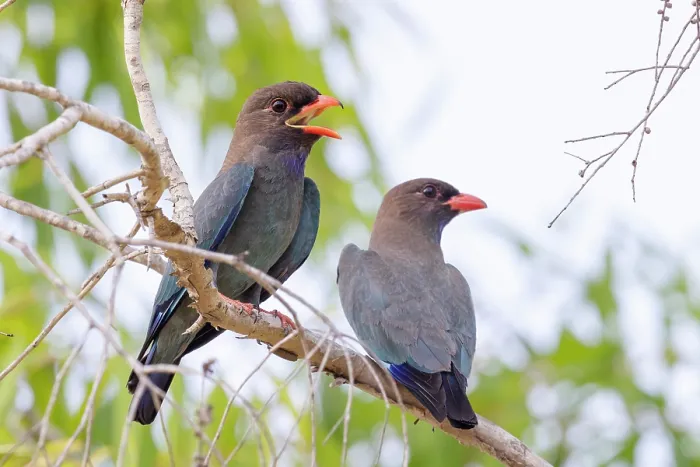 Framed Print : Oriental dollarbirds (Eurystomus orientalis) pair perched on branch, one calling, Pine Creek, Northern Territory, Australia Framed Print : Oriental dollarbirds (Eurystomus orientalis) pair perched on branch, one calling, Pine Creek, Northern Territory, Australia