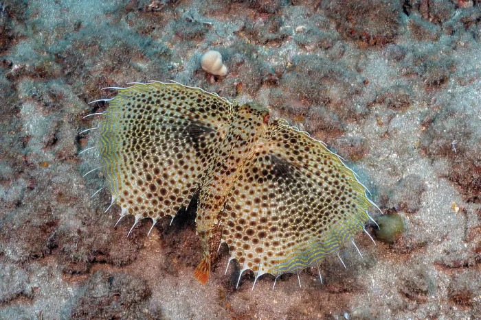 Framed Print : Oriental flying gurnard (Dactylopterus orientalis) swimming along seabed, Hawaii, Pacific Ocean Framed Print : Oriental flying gurnard (Dactylopterus orientalis) swimming along seabed, Hawaii, Pacific Ocean