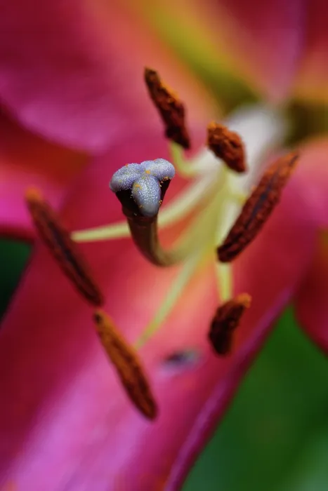 Framed Print : Oriental lily (Lilium orientalis) close up of flower stigma and anthers, Wiltshire garden, England, UK. July Framed Print : Oriental lily (Lilium orientalis) close up of flower stigma and anthers, Wiltshire garden, England, UK. July