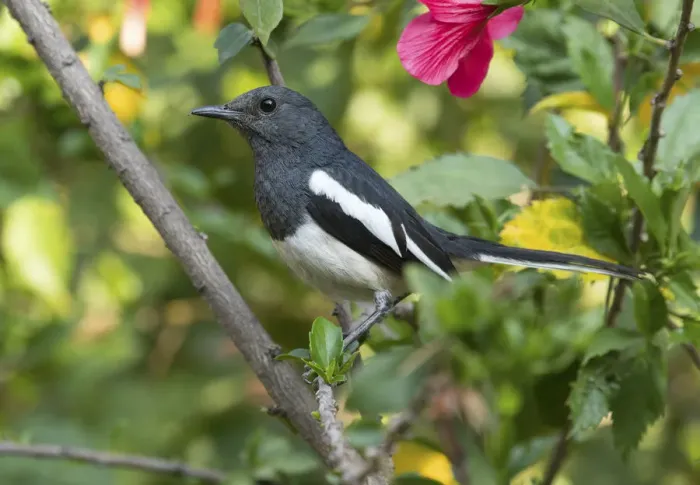 Framed Print : Oriental Magpie Robin (Copsychus saularis) female, Whitefield, Bangalore, India, March Framed Print : Oriental Magpie Robin (Copsychus saularis) female, Whitefield, Bangalore, India, March