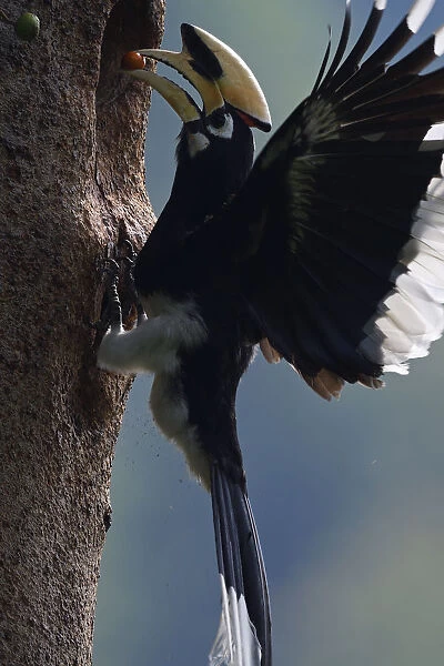 Oriental Pied hornbill (Anthracoceros albirostris) male bringing berry to nest, Tongbiguan