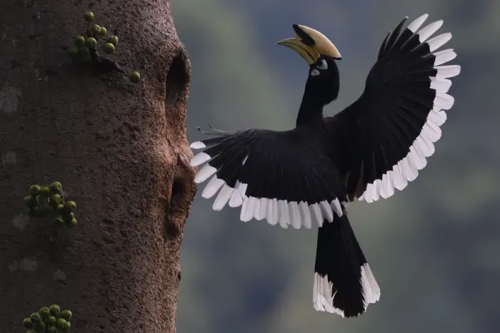 Framed Print : Oriental Pied hornbill (Anthracoceros albirostris) male landing at nest hole, Tongbiguan Framed Print : Oriental Pied hornbill (Anthracoceros albirostris) male landing at nest hole, Tongbiguan