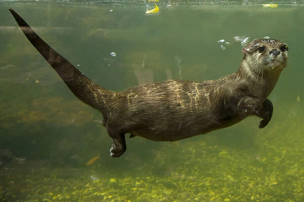 Oriental small clawed otter (Aonyx cinerea) underwater, captive