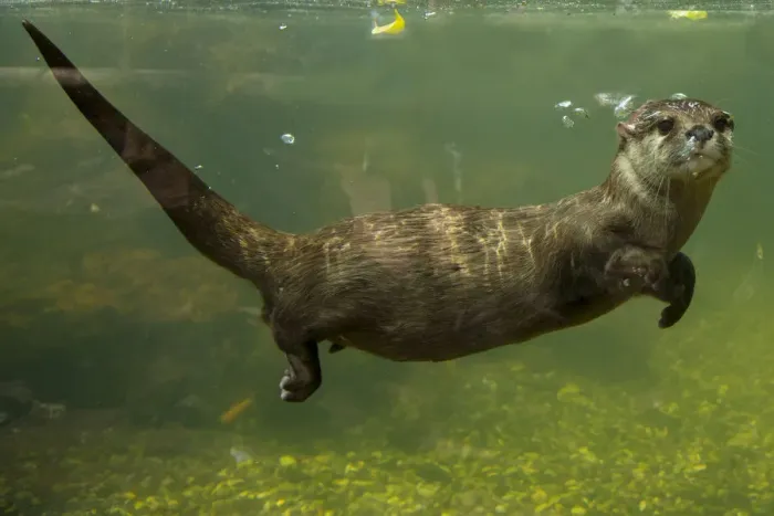 Framed Print : Oriental small clawed otter (Aonyx cinerea) underwater, captive Framed Print : Oriental small clawed otter (Aonyx cinerea) underwater, captive