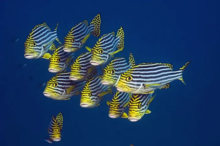 Framed Print : Oriental sweetlips (Plectorhinchus vittatus), Maldives, Indian Ocean Framed Print : Oriental sweetlips (Plectorhinchus vittatus), Maldives, Indian Ocean