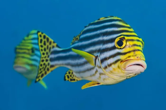 Framed Print : Oriental sweetlips (Plectorhinchus vittatus) pair. South Ari Atoll, Madlives Framed Print : Oriental sweetlips (Plectorhinchus vittatus) pair. South Ari Atoll, Madlives