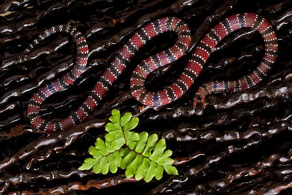 Ornate coral snake (Micrurus ornatissimus) viewed from above, Yasuni National Park