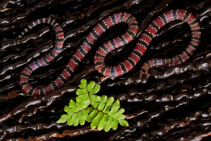 Framed Print : Ornate coral snake (Micrurus ornatissimus) viewed from above, Yasuni National Park Framed Print : Ornate coral snake (Micrurus ornatissimus) viewed from above, Yasuni National Park