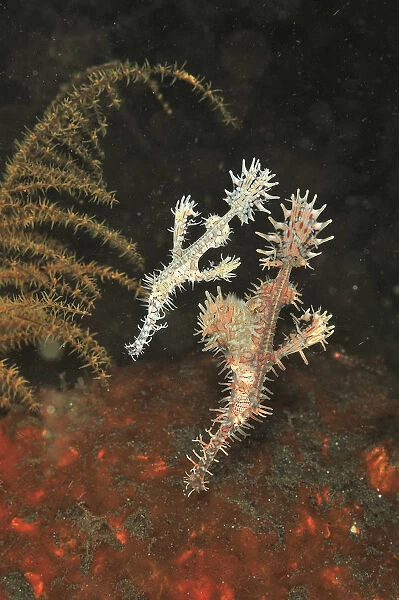 Ornate ghost pipefish (Solenostomus paradoxus), pair feeding near sea floor