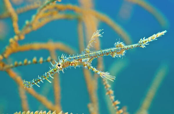 Ornate ghost pipefish (Solenostomus paradoxus) young hides amongst the branches of a black coral bush (Antipathes sp) Sangeang Island, Sumbawa, Indonesia, Flores Sea