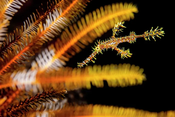 Framed Print : Ornate ghost pipefish (Solenostomus paradoxus) camouflaged amongst the colourful arms of a Bennett's feather star (Oxycomanthus bennetti) on a coral reef, Lolobau Island Framed Print : Ornate ghost pipefish (Solenostomus paradoxus) camouflaged amongst the colourful arms of a Bennett's feather star (Oxycomanthus bennetti) on a coral reef, Lolobau Island