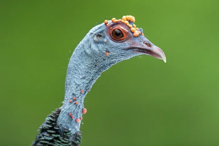 Framed Print : Oscellated turkey (Meleagris ocellata) head portrait, Yucatan Peninsula, Mexico Framed Print : Oscellated turkey (Meleagris ocellata) head portrait, Yucatan Peninsula, Mexico