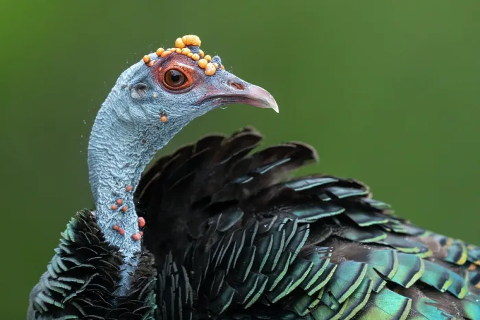 Framed Print : Oscellated turkey (Meleagris ocellata) head portrait, Yucatan Peninsula, Mexico Framed Print : Oscellated turkey (Meleagris ocellata) head portrait, Yucatan Peninsula, Mexico